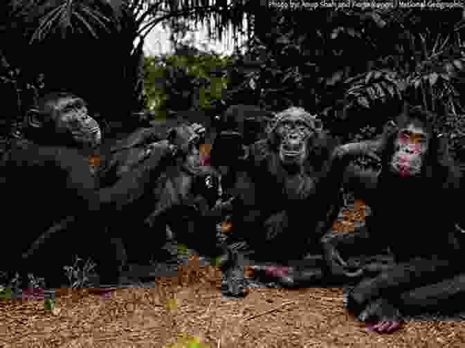 A Group Of Chimpanzees Engaging In Complex Social Interactions, Highlighting The Cognitive Abilities And Emotional Intelligence Of Animals On A Hoof And A Prayer