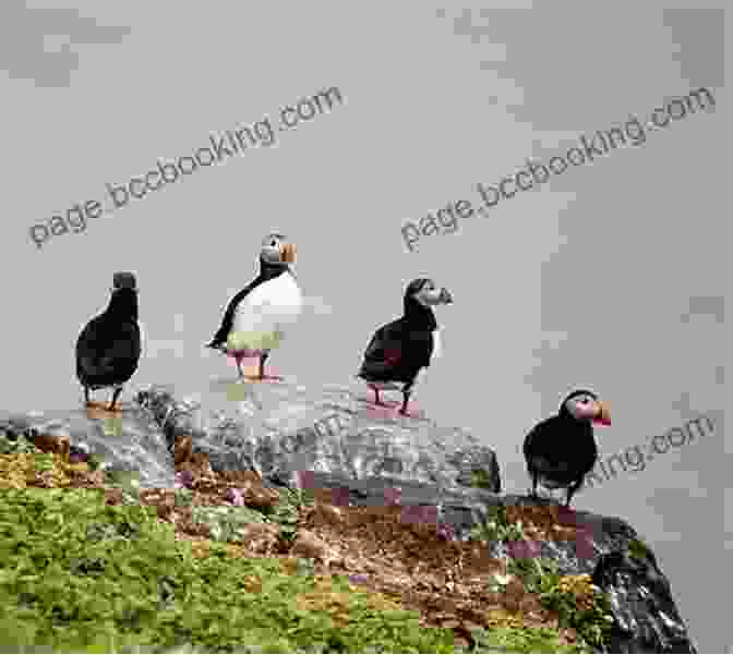 A Group Of Puffins On A Rocky Outcrop In Iceland Farewell Mr Puffin: A Small Boat Voyage To Iceland
