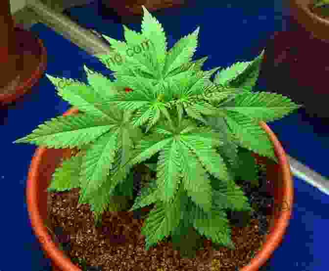 A Healthy Marijuana Plant In The Vegetative Stage Cannabis: A Beginner S Guide To Growing Marijuana