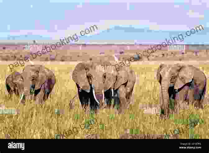 A Herd Of Elephants Walking Through A Lush Meadow. Don T Look Behind You : A Safari Guide S Encounters With Ravenous Lions Stampeding Elephants And Lovesick Rhinos