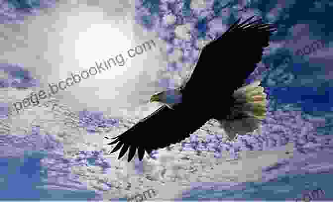 A Majestic Eagle Soaring Through The Sky Birds Of Prey: Hawks Eagles Falcons And Vultures Of North America