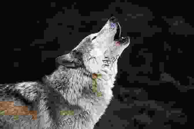 A Majestic Wolf Howling In The Wilderness Whispers Of The Wolf Pauline Ts O