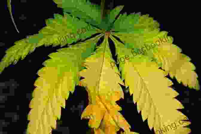 A Marijuana Plant With Yellowing Leaves, Indicating A Nutrient Deficiency Cannabis: A Beginner S Guide To Growing Marijuana