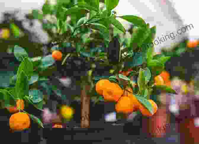 A Miniature Fruit Bearing Tree Growing In A Compact Planter Indoor Edible Garden: Creative Ways To Grow Herbs Fruits And Vegetables In Your Home
