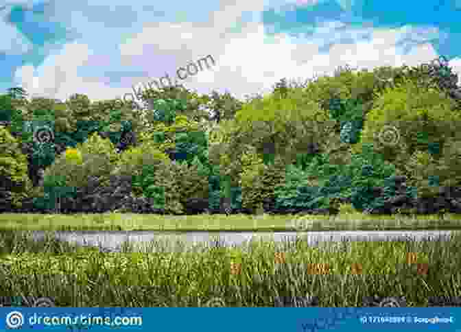 A Picturesque View Of Black Reed Bay With Lush Vegetation And Tranquil Waters Black Reed Bay Rod Reynolds