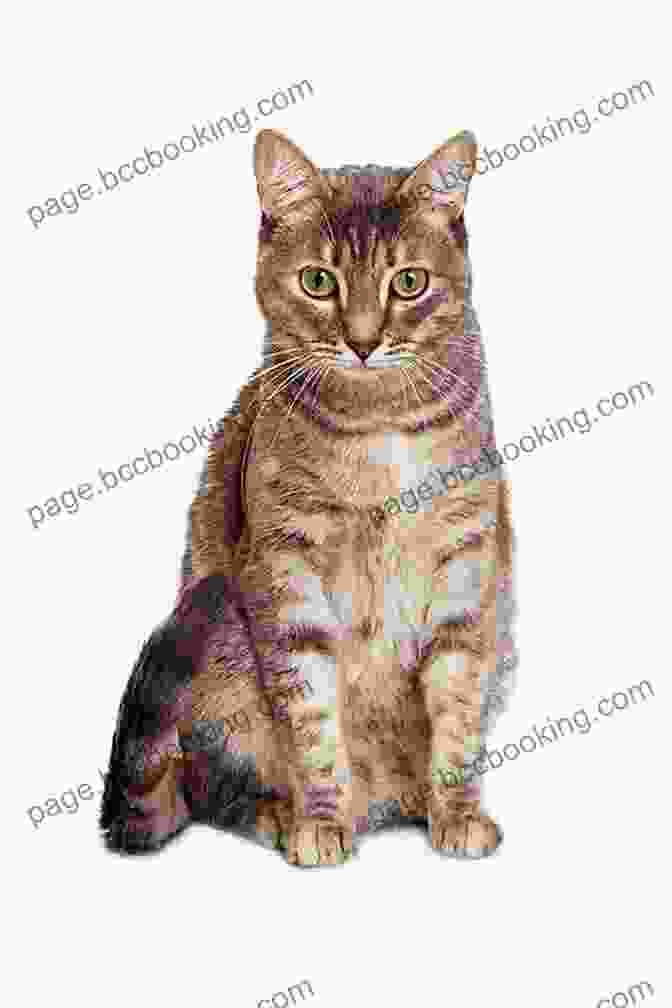 A Plump Tabby Cat Sitting Contentedly On A Colorful Mat The Fat Cat Sat On The Mat (I Can Read Level 1)