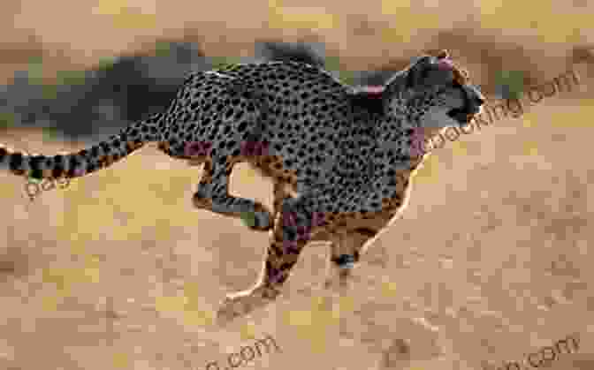 A Sleek Cheetah Running At High Speed The Big Race Who Will Finish First?: The Funniest Bedtime ABC For Toddlers I Can Read Level 1 Ages 3 To 6 (Monster Trucks For Kids) Preschool Kindergarten