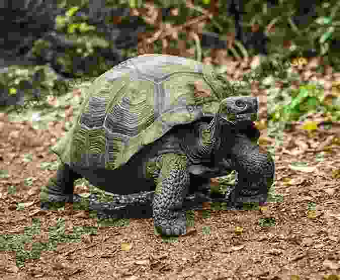 A Slow And Steady Tortoise Crawling Along The Big Race Who Will Finish First?: The Funniest Bedtime ABC For Toddlers I Can Read Level 1 Ages 3 To 6 (Monster Trucks For Kids) Preschool Kindergarten