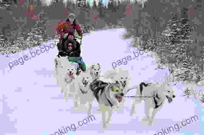 A Team Of Sled Dogs Running Through A Frozen Forest In Canada's North Mad Dogs And An Englishwoman: Travels With Sled Dogs In Canada S Frozen North