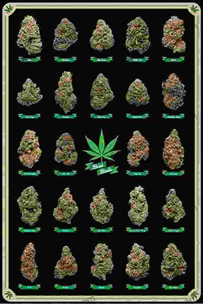 A Variety Of Marijuana Strains With Different Colors And Shapes Cannabis: A Beginner S Guide To Growing Marijuana