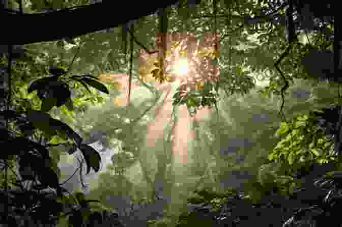 A Vibrant Photograph Of A Rainforest Canopy, With Sunlight Filtering Through The Leaves Greenpeace Captain: My Adventures In Protecting The Future Of Our Planet
