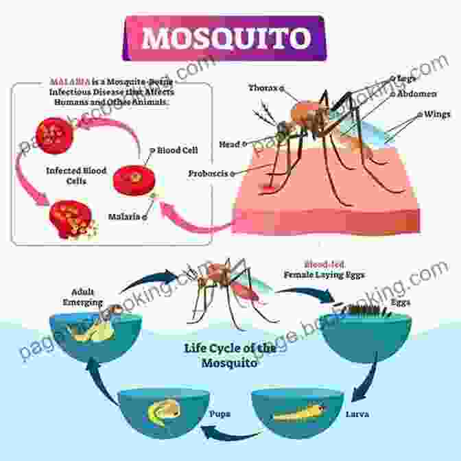 An Illustration Of A Mosquito, The Vector Of Malaria The Making Of A Tropical Disease: A Short History Of Malaria (Johns Hopkins Biographies Of Disease)