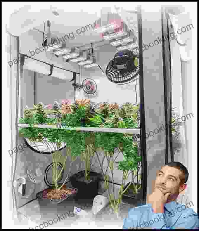 An Indoor Marijuana Grow Setup With Lights, Fans, And Irrigation System Cannabis: A Beginner S Guide To Growing Marijuana
