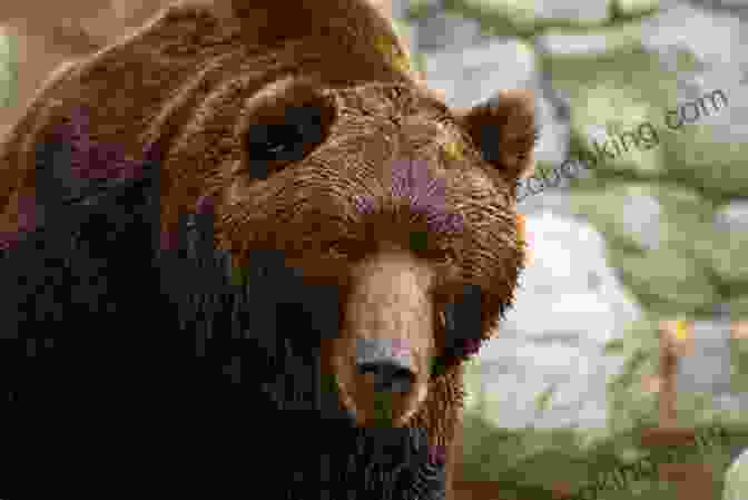 Brown Bears In Kamchatka Grizzly Heart: Living Without Fear Among The Brown Bears Of Kamchatka