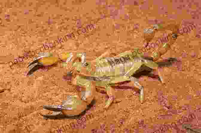 Encountering A Fearsome Sand Scorpion In The Desert Random Desert Encounters (RPG Random Encounter Tables For Fantasy Tabletop Dungeon Masters 8)