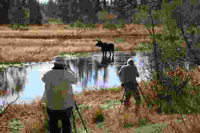 Game Warden Observing A Moose In The Wilderness More Poachers Caught : Further Adventures Of A Northwoods Game Warden