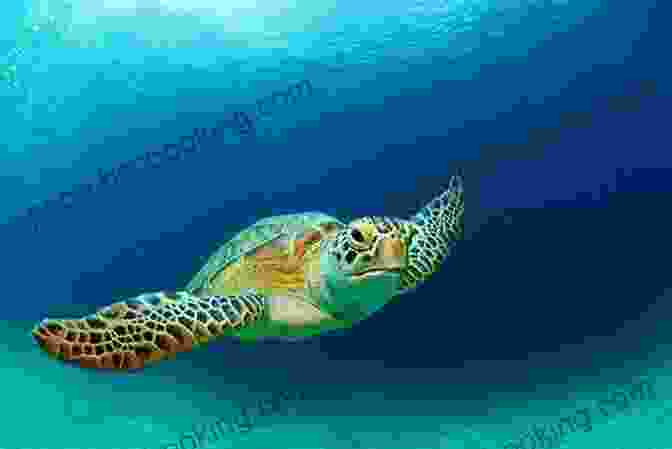 Sea Turtle Swimming Gracefully In The Clear Waters Of Barbados Reef Smart Guides Barbados: Scuba Dive Snorkel Surf (Best Diving Spots In The Caribbean S Barbados)
