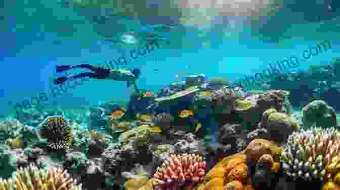 Snorkelers Surrounded By Colorful Fish In Bonaire Reef Smart Guides Bonaire: Scuba Dive Snorkel Surf (Best Netherlands Bonaire Diving Spots Scuba Diving Travel Guide)