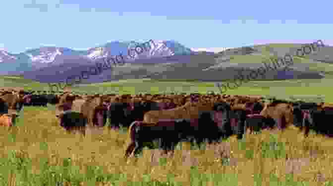Ted Turner Standing Amidst A Herd Of Bison On His Ranch In Montana Last Stand: Ted Turner S Quest To Save A Troubled Planet