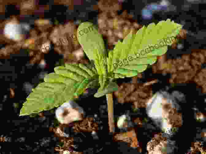 Tiny Marijuana Seedlings Growing In A Soil Medium Cannabis: A Beginner S Guide To Growing Marijuana