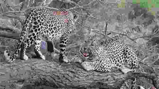 Two Leopards Engaged In A Courtship Ritual. Don T Look Behind You : A Safari Guide S Encounters With Ravenous Lions Stampeding Elephants And Lovesick Rhinos