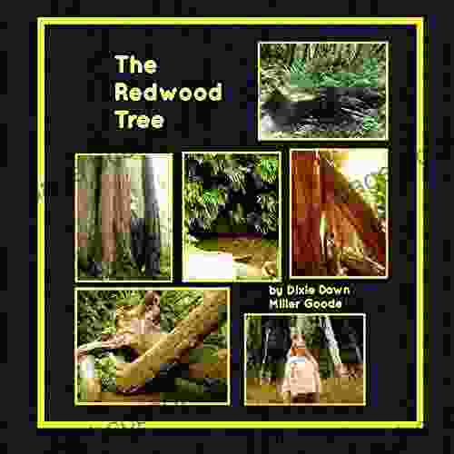 The Redwood Tree Valli Ollendorff